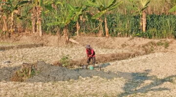 Profesor Sutan Nasomal Harapkan Presiden RI Prabowo Tugaskan Berbagai Elemen Kementerian Pertanian Pekerjaan Umum Sosial Atasi Kemarau Langka Air Akibat Hutan Higrasi!!